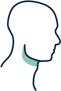 Human head with thyroid gland highlighted