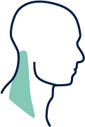 Human head with the neck region highlighted