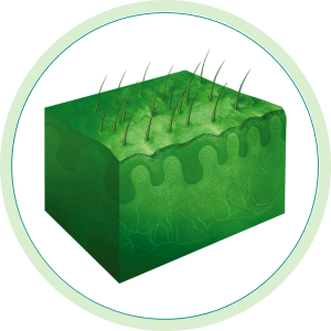 Illustration of skin cross-section with hair follicles