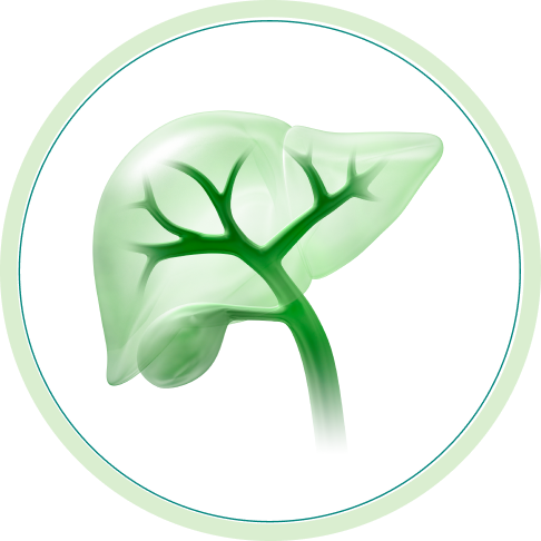 liver with bile ducts icon