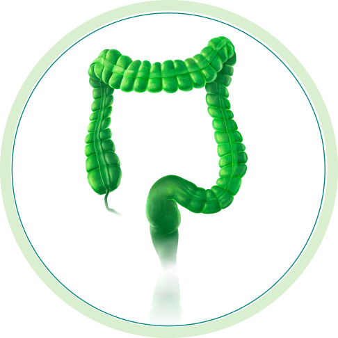 large intestine icon