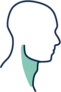 Side view of head highlighting the front edge of the neck