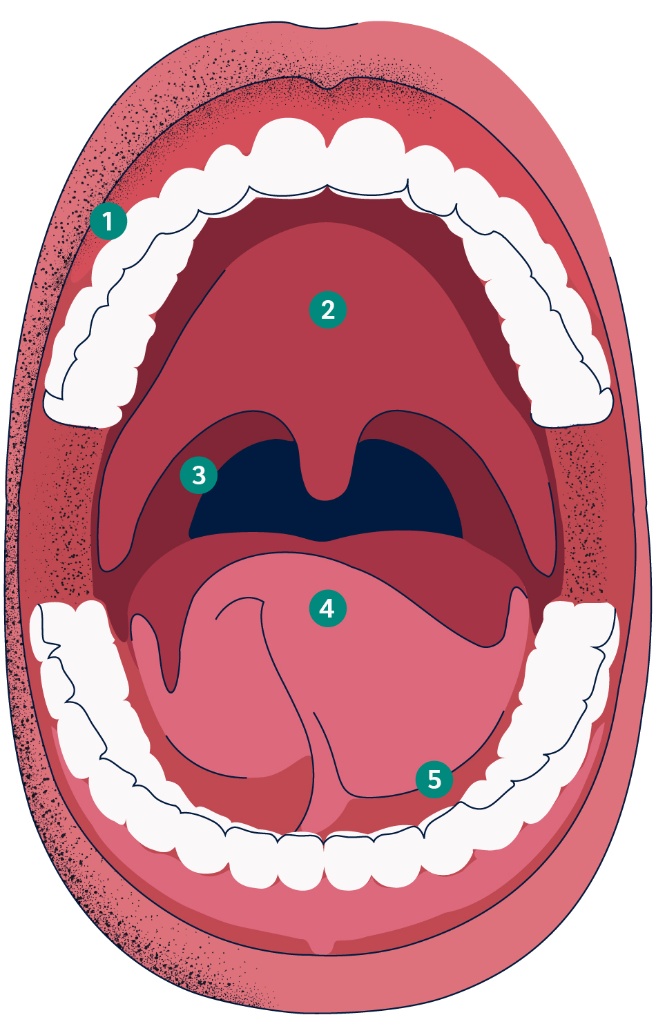 Diagram of the oral cavity